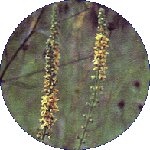 Agrimony