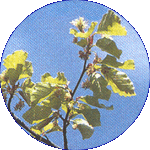 Beech
