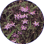 Centaury