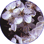 Cherry Plum