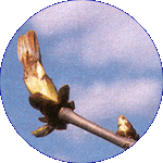 Chestnut Bud
