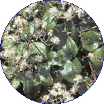 Clematis