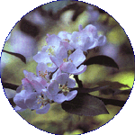 Crab Apple