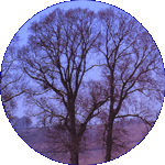 Elm