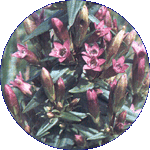Gentian
