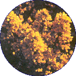 Gorse