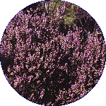 Heather