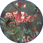 Honeysuckle