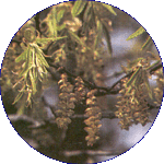 Hornbeam