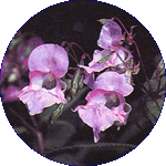 Impatiens