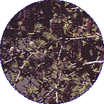 Larch