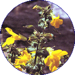 Mimulus