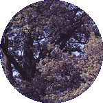 Oak