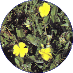 Rock Rose