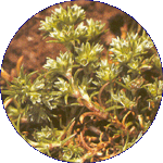 Scleranthus