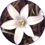 Star of Bethlehem