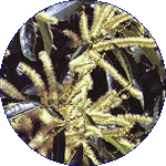 Sweet Chestnut