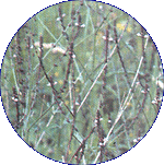 Vervain