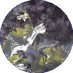 Vine