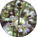 Water Violet