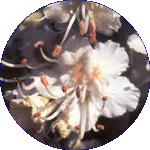 White Chestnut