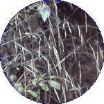 Wild Oat