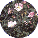 Wild Rose